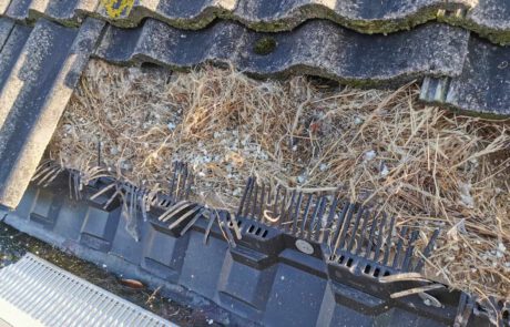 vogeloverlast, vogel weren